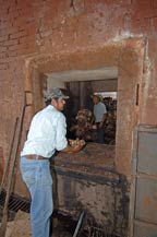cooked agave hearts in adobe oven - agabe tequilana