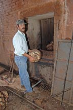 unloading cooked agave hearts from adobe oven - agabe tequilana