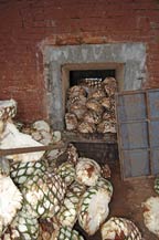 raw agave hearts - horno - adobe oven - agabe tequilana
