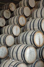 oak barrels (baricas) are used to age tequila at agabe tequilana