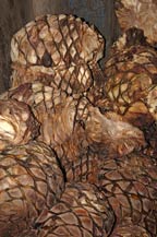 cooked agave hearts in adobe oven - agabe tequilana