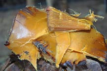 cooked agave hearts in adobe oven - agabe tequilana