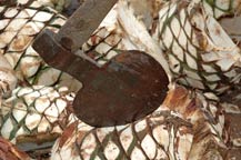 hacha - axe or hatchet used to harvest agave