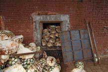 raw agave hearts - horno - adobe oven - agabe tequilana