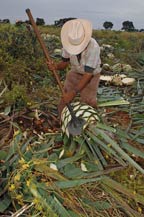 the jimador harvests agave plants