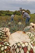 agave hearts (piñas) in the field ready for transport