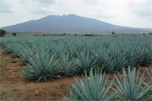 blue agave field - arette tequila, jalisco