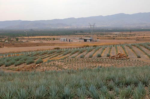 blue-agave-field_5576_r4 Field of blue agave plants