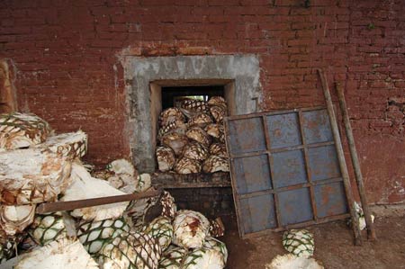 horno-agave_3462_r4 Agave hearts in a horno or oven ready to be cooked.