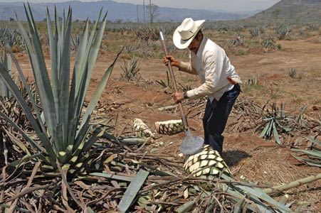 jimador-tres-mujeres_361_r4 A jimador harvests blue agave plants