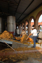 agave pulp on conveyor to extract the juice