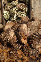 cooked agave hearts or piñas outside stone oven