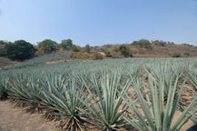 blue agave plants in tequila, jalisco, mexico
