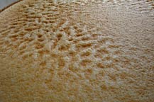 fermenting agave must or mosto