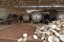 agave and autoclaves at destiladora de los altos in arandas, jalisco