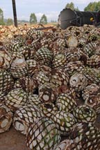 agave hearts (piñas) in front of autoclave at hacienda la capilla