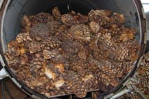 cooked agave in autoclave at hacienda la capilla