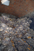 cooked agaves cool in the adobe oven for 24 hours