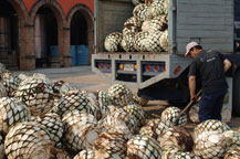 splitting agave hearts or piñas in Amatitan, Jalisco