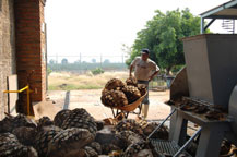 cooked agave hearts being brought to the crusher