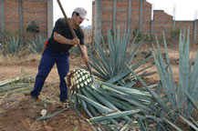 the jimador trims the leaves from an agave plant