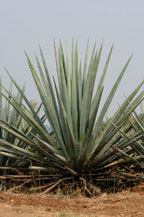 blue agave plant in amatitan, jalisco, mexico