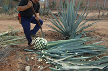 the jimador trims the leaves from an agave plant