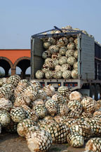 agave hearts or piñas are trucked in from the fields