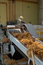agave pulp on conveyor to extract the juice