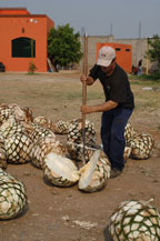 the jimador splits an agave heart or piña in half