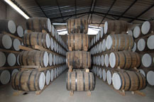 tequila is stored in oak barrels for aging