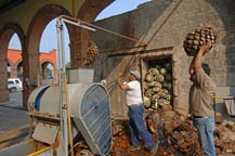 Workers put the cooked agave hearts into a crusher by hand at fabica Impulsora Rombo in Amatitan.