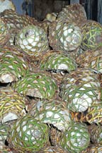 agave piñas or pineapples stacked in front of an oven waiting to be cooked 