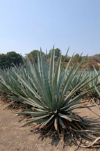 blue agave plants in tequila, jalisco, mexico