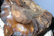 cooked agave heart before it is crushed and processed