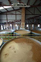 blue agave juice is fermented in stainless steel tanks