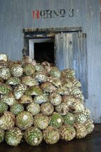 agave piñas or pineapples stacked in front of an oven waiting to be cooked 