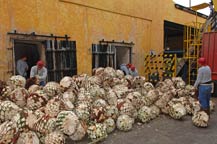 Raw agave hearts (piñas) in front of adobe ovens at Mundo Cuervo, Tequila