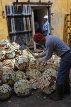 Raw agave hearts (piñas) in front of adobe ovens at Mundo Cuervo, Tequila