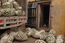 Raw agave hearts (piñas) in front of adobe ovens at Mundo Cuervo, Tequila