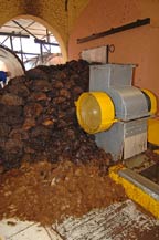 cooked agave pi�as ready for shreading at tequila partida - amatitan, jalisco