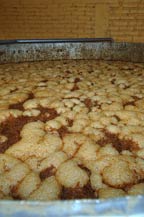 agave must (mosto) is fermented at tequila partida - amatitan, jalisco