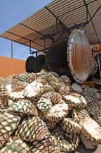 raw agave hearts at tequila partida - amatitan, jalisco