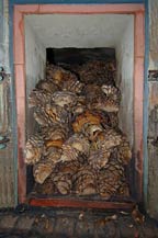 cooked agave hearts (pias) inside traditional brick oven
