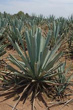 agave plant desquiote