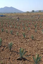 workers plant baby blue agaves in amatitan, jalisco, mexico
