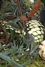 agave hearts (piñas) in the field ready for transport