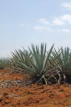 agave plants grownig in a field in amatitan, jalisco