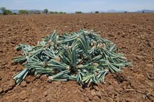 agave pups or shoots in a field ready to plant