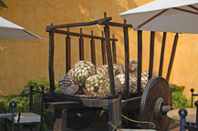 old cart with agave hearts at the jose cuervo distillery in tequila, jalisco